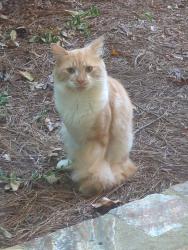 Found/Stray Male Cat last seen Cobb Parkway, Cobb County, GA 30339