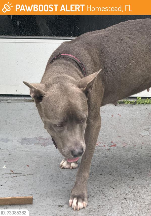 Found/Stray Female Dog last seen Live like Bella park, Homestead, FL 33033