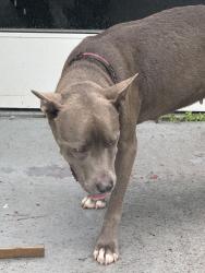 Found/Stray Female Dog last seen Live like Bella park, Homestead, FL 33033