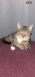 Reunited Male Cat last seen Valley view Baptist church, Knoxville, TN 37917