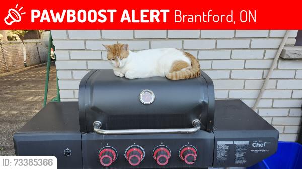 Lost Male Cat last seen West st, Brantford, ON 