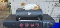 Lost Male Cat last seen West st, Brantford, ON 
