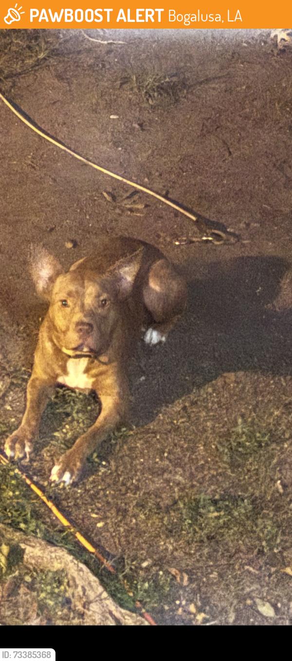 Found/Stray Male Dog last seen Long Avenue, Bogalusa, LA 70427