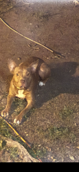 Found/Stray Male Dog last seen Long Avenue, Bogalusa, LA 70427