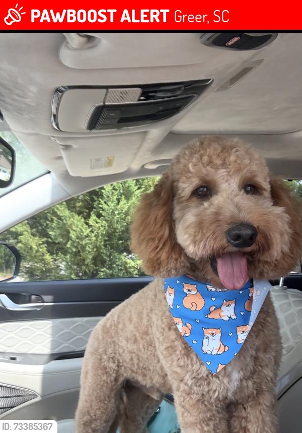 Lost Male Dog last seen Near O’Neal Church Rd, Greer, SC 29651