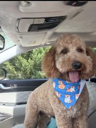 Lost Male Dog last seen Near O’Neal Church Rd, Greer, SC 29651