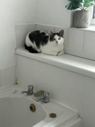 Lost Male Cat last seen Bradwell park, Newcastle-under-Lyme, England 