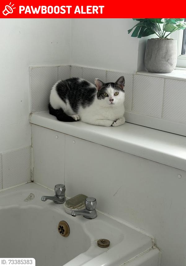 Lost Male Cat last seen Bradwell park, Newcastle-under-Lyme, England 