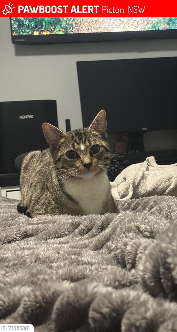 Lost Male Cat last seen Picton avenue, Picton, NSW 2571