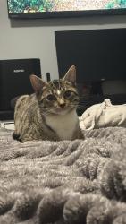 Lost Male Cat last seen Picton avenue, Picton, NSW 2571