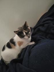 Lost Female Cat last seen South 15th, Erwin, NC 28339