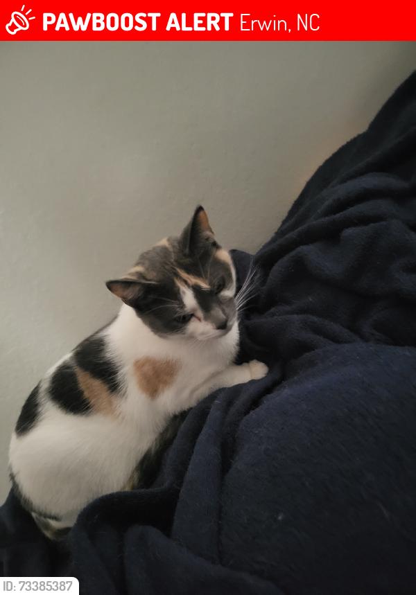Lost Female Cat last seen South 15th, Erwin, NC 28339