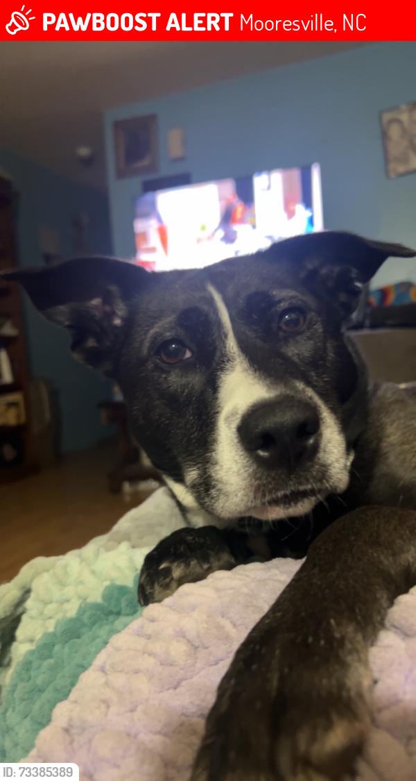 Lost Female Dog last seen Cornelius road, Mooresville, NC 28117
