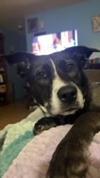 Lost Female Dog last seen Cornelius road, Mooresville, NC 28117