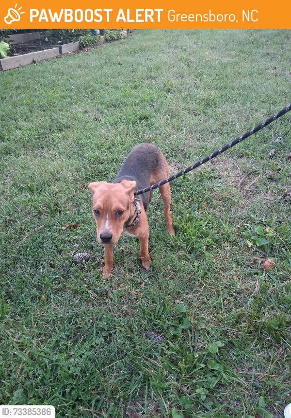Found/Stray Male Dog last seen Forest Drive, Greensboro, NC 27406