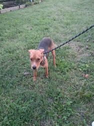 Found/Stray Male Dog last seen Forest Drive, Greensboro, NC 27406