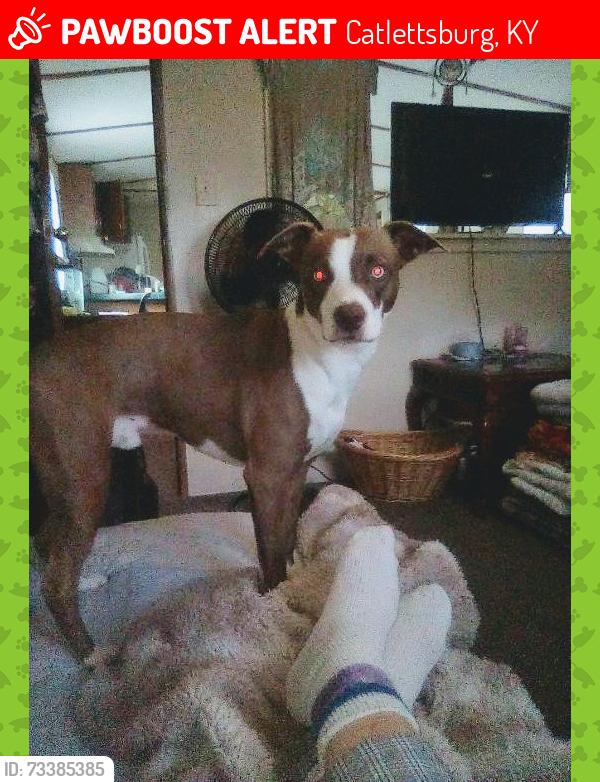 Lost Male Dog last seen 38th St and Louisa(23), Catlettsburg, KY 41129