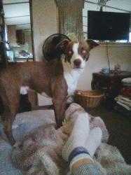 Lost Male Dog last seen 38th St and Louisa(23), Catlettsburg, KY 41129