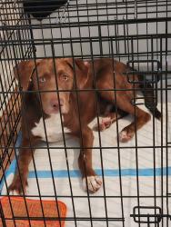 Found/Stray Male Dog last seen Sunrise Ln, Decatur, TN 37322, Decatur, TN 37322