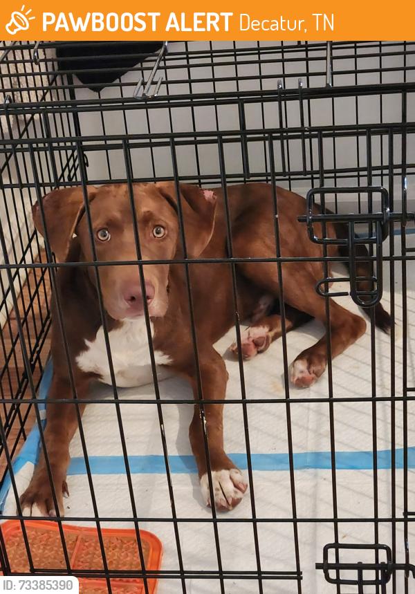 Found/Stray Male Dog last seen Sunrise Ln, Decatur, TN 37322, Decatur, TN 37322