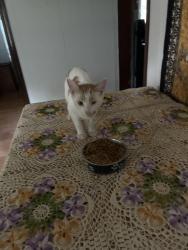 Found/Stray Male Cat last seen Near Middleboro, Mishawaka, IN 46544