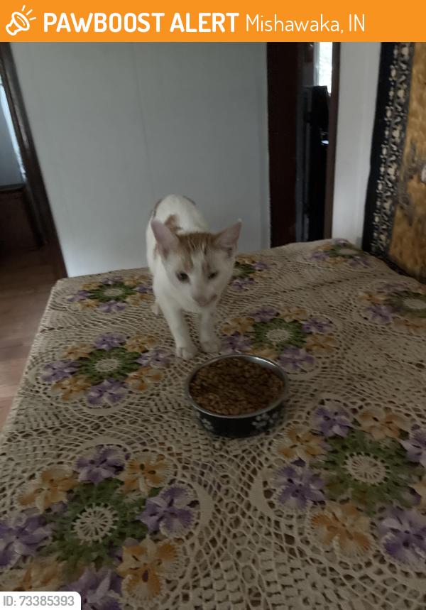 Found/Stray Male Cat last seen Near Middleboro, Mishawaka, IN 46544