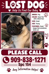 Lost Male Dog last seen Near cedar ave Bloomington ca 92316, Bloomington, CA 92316