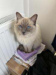 Lost Male Cat last seen St chads view, Headingley, England LS6 3PE