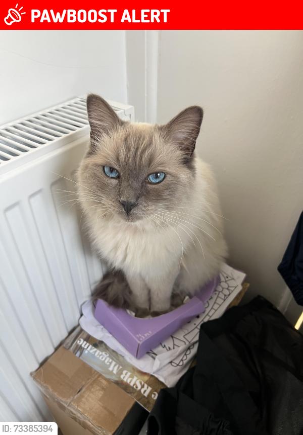 Lost Male Cat last seen St chads view, Headingley, England LS6 3PE