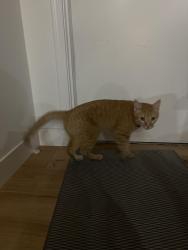 Found/Stray Male Cat last seen East Paradise Valley Village Parkway, north Tatum blvd., Scottsdale, AZ 85254