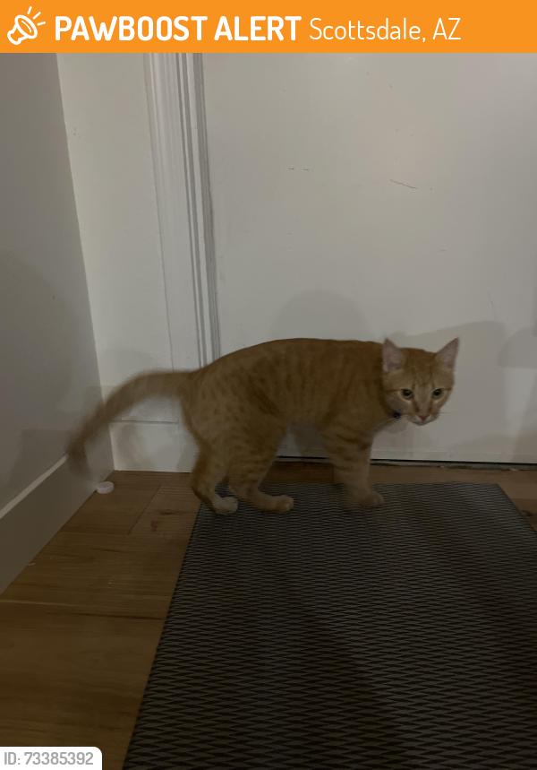 Found/Stray Male Cat last seen East Paradise Valley Village Parkway, north Tatum blvd., Scottsdale, AZ 85254