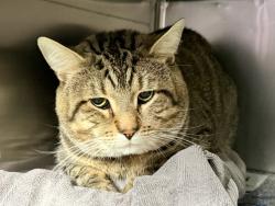 Shelter Stray Male Cat last seen Near E 110th, NEW YORK, NY, 10029, 326 E 110th St, New York, NY 10029, USA