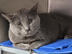 Shelter Stray Male Cat last seen Near University Avenue, BRONX, NY, 10452, 326 E 110th St, New York, NY 10029, USA