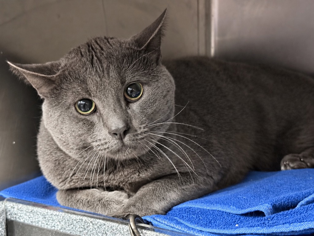 Shelter Stray Male Cat last seen Near University Avenue, BRONX, NY, 10452, 326 E 110th St, New York, NY 10029, USA