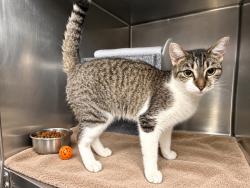 Shelter Stray Female Cat last seen E 149 Street, BRONX, NY, 10455, 326 E 110th St, New York, NY 10029, USA
