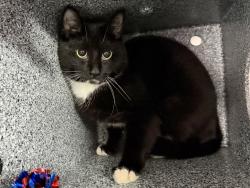 Shelter Stray Male Cat last seen Near Lott Avenue, BROOKLYN, NY, 11212, 326 E 110th St, New York, NY 10029, USA