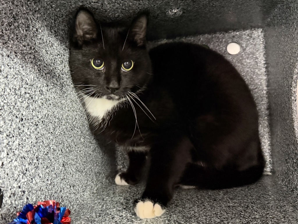 Shelter Stray Male Cat last seen Near Lott Avenue, BROOKLYN, NY, 11212, 326 E 110th St, New York, NY 10029, USA