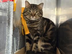 Shelter Stray Male Cat last seen Near Lott Avenue, BROOKLYN, NY, 11212, 326 E 110th St, New York, NY 10029, USA
