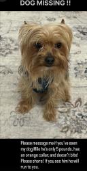 Lost Male Dog last seen Hall road and Hayes, Macomb County, MI 48038