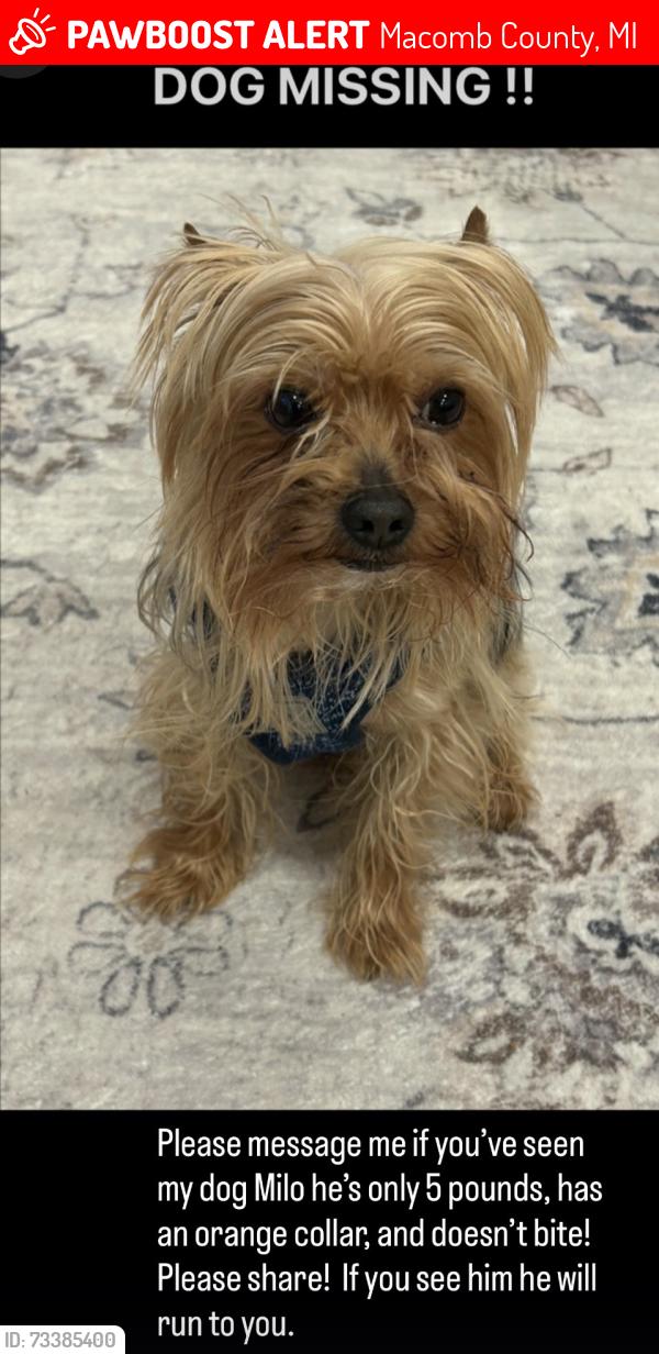 Lost Male Dog last seen Hall road and Hayes, Macomb County, MI 48038