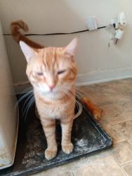 Lost Male Cat last seen Bradley Terrace Townhouses off of Tingen Road in Apex, Apex, NC 27502