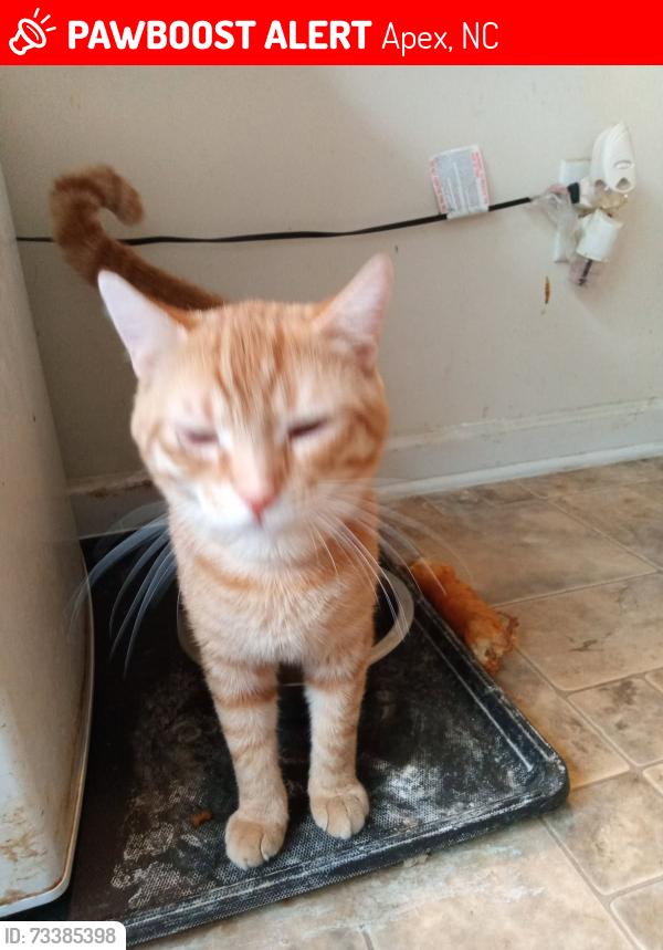 Lost Male Cat last seen Bradley Terrace Townhouses off of Tingen Road in Apex, Apex, NC 27502