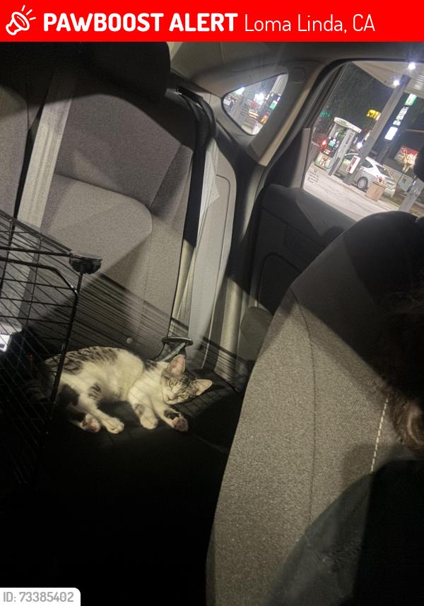 Lost Male Cat last seen Mountain View and Huron, Loma Linda, CA 92354