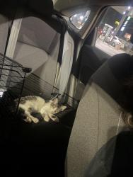 Lost Male Cat last seen Mountain View and Huron, Loma Linda, CA 92354