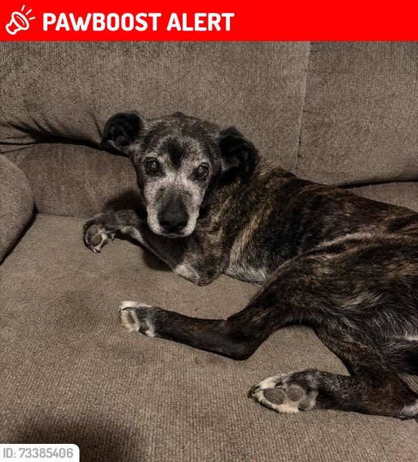 Lost Male Dog last seen Cobb Rd, PELZER, SC, Greenville County, SC 29669