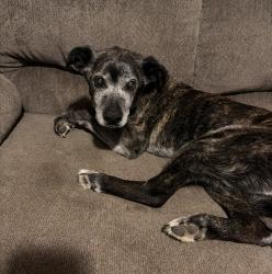 Lost Male Dog last seen Cobb Rd, PELZER, SC, Greenville County, SC 29669