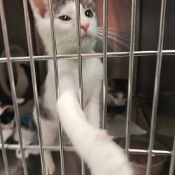 Shelter Stray Female Cat last seen , Animal Care & Control Team of Philly, 111 W Hunting Park Ave, Philadelphia, PA 19140, USA