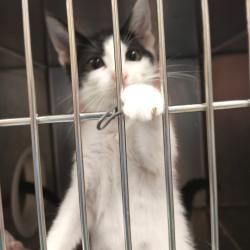 Shelter Stray Female Cat last seen , Animal Care & Control Team of Philly, 111 W Hunting Park Ave, Philadelphia, PA 19140, USA