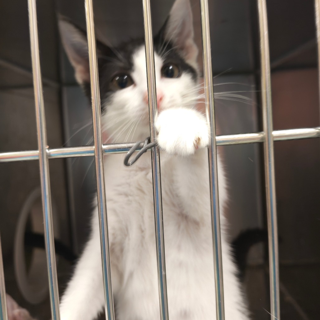 Shelter Stray Female Cat last seen , Animal Care & Control Team of Philly, 111 W Hunting Park Ave, Philadelphia, PA 19140, USA
