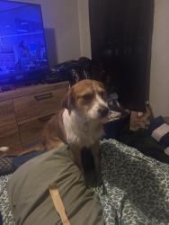 Lost Male Dog last seen Vance ,Holt,Giles Street, Mebane, NC 27302